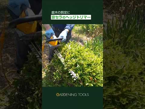 冬に剪定する植物: 冬に剪定すると恩恵を受ける植物に焦点を当てる  庭園