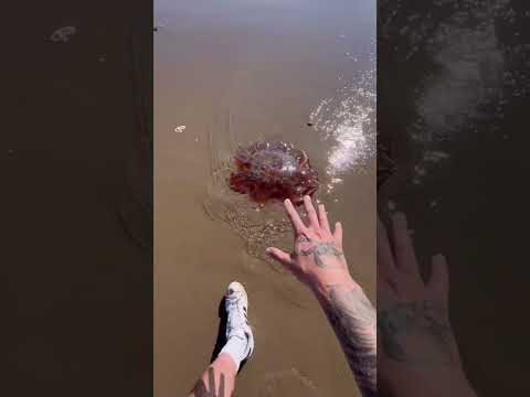 The Secret Jellyfish Salad