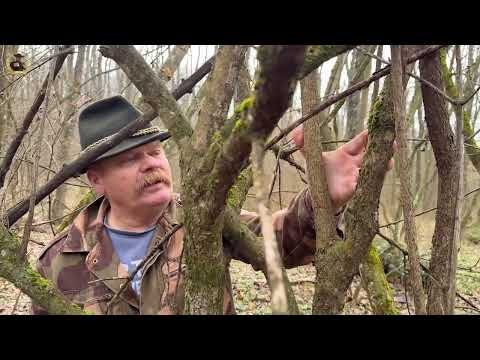 Pásztorbot előkészületei, Somfa szedés