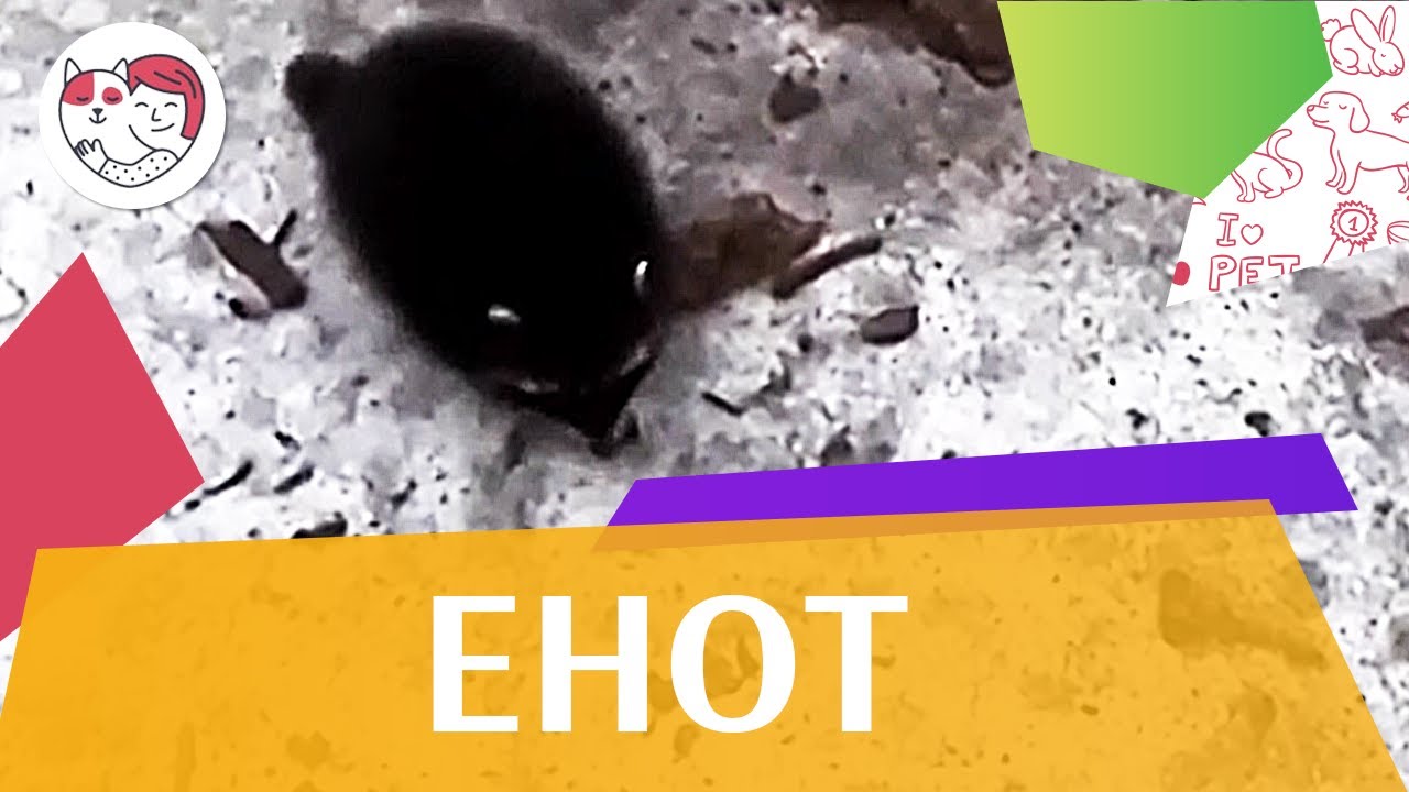 Енот Способы передвижения на ilikepet