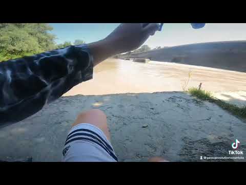 Spinning Siluro Ferrata In Live Pesca Evolution Shad