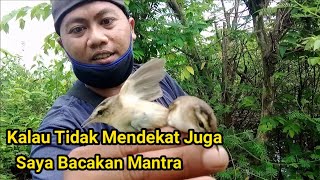 Download lagu How to Attract Black-Browed Scabbard Birds mp3 Download lagu How to Attract Black-Browed Scabbard Birds mp3