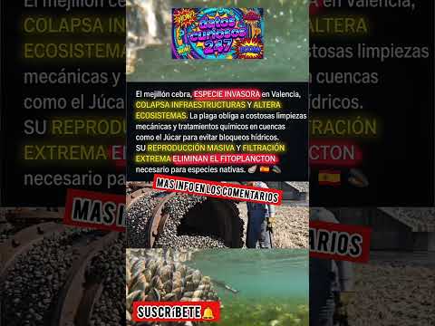 El Mejillón Cebra: La Plaga Invisible que está Destruyendo los Ríos de Valencia #datoscuriosos
