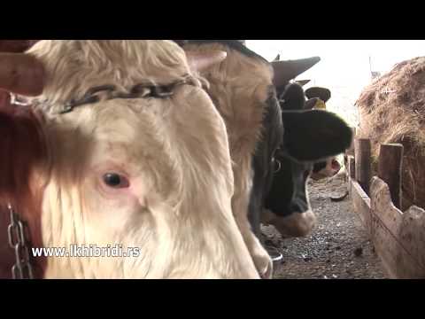 LK HIBRIDI: Silaža Sremca, i nećemo odustajati od stočarstva