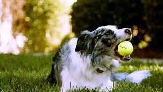 PetSafe Classic In-Ground Fence with Pawz Away