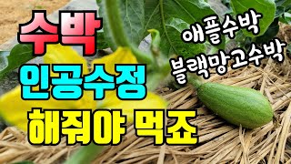 한마디에 수박이 4개 달리는 이유를 아시는 분 / 수박순치고 수정시켜줬어요. 애플수박 블랙망고수박이 자랍니다