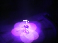 Elayne Kramer In Carre