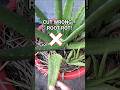 Stop Cutting Aloe Wrong! 2 Perfect Ways to Harvest Without Rot