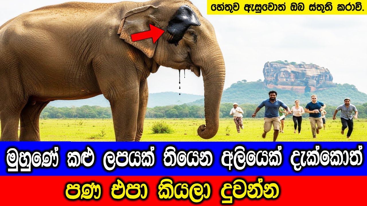 මුහුණේ කළු ලපයක් තියෙන අලියෙක් දැක්කොත් වහාම දුවලා ග