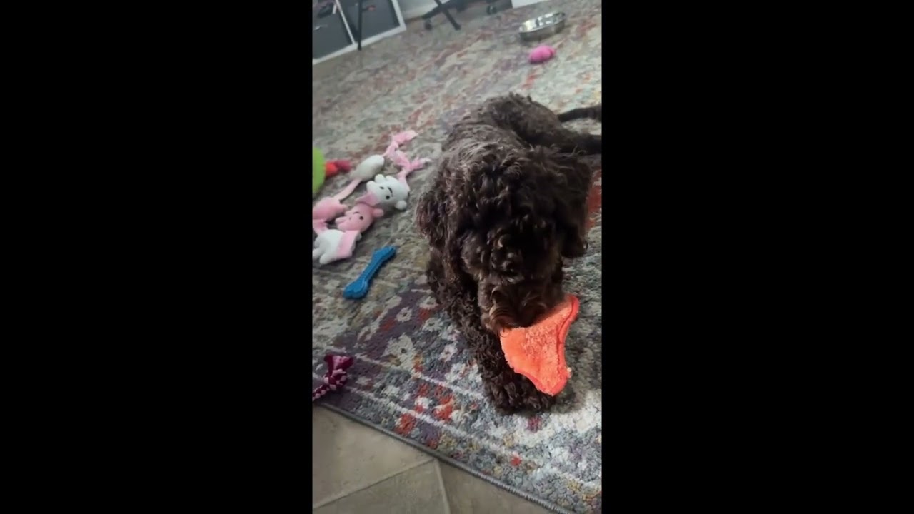 Ella - ON HOLD, a ADOPTABLE Labradoodle in Bowie, MD video 5/5