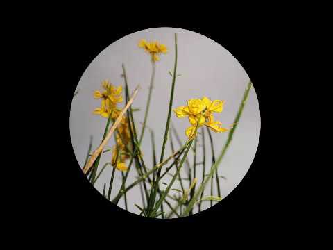 Christian Jay & Crump - GG3 [BPBL01.1]