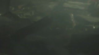 #5【Z区分】BIOHAZARD RE:2【るいのほろ酔い配信】