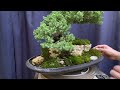 Candice S Procumbens Juniper On A Rock 21 Aug 2024
