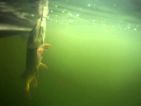 10 pound pike release