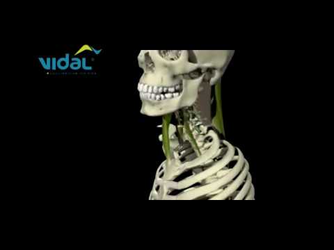 FLEXÃO LATERAL CABEÇA E PESCOÇO - Vidal