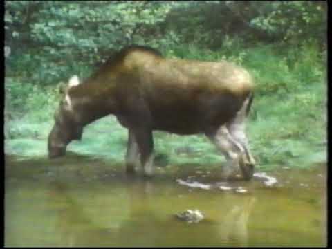 The Language of Antlers (Moose full documentary)