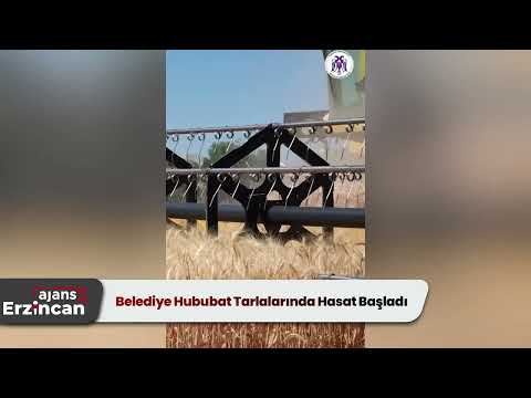 Belediye Hububat Tarlalarında Hasat Başladı