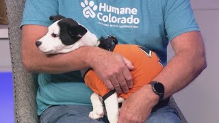 Help get Chanel a forever home!