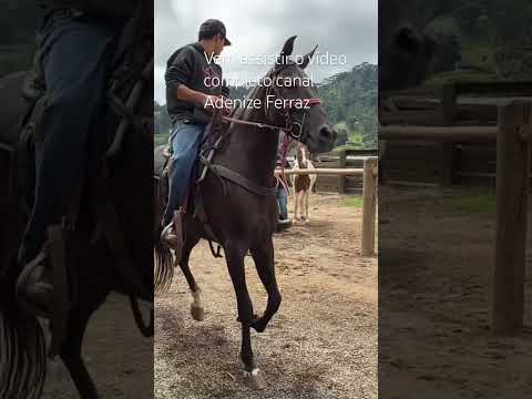 Gonçalves Minas Gerais #refugiohorse #chicoabelha #yotubeshorts