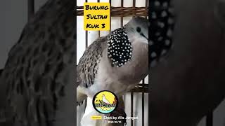 Download lagu Tekukur Kuk 3 Asli Burung Sultan mp3