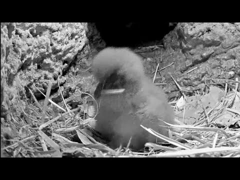 Bermuda Cahow | Hungry baby waiting for Mom | Mar 8, 22
