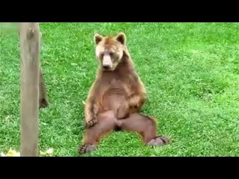 Ursul Distractiv și Nicolae Guță - Ma mănâncă palma stângă