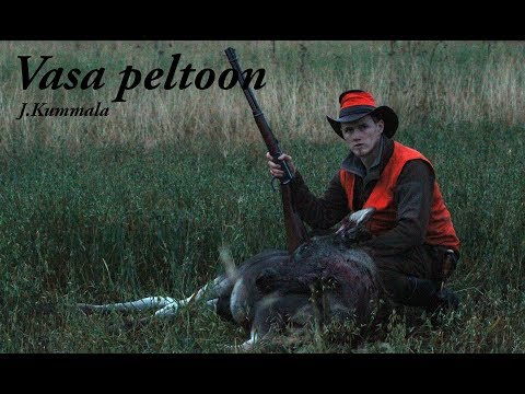 Hirvenmetsästys - peltopyynti. Moose hunting in finland 2017.