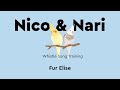Fur Elise Parrot Whistle Training