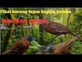 PIKAT BURUNG TEPUS KEPALA KELABU Terbaru 2024