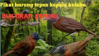 Download lagu PIKAT BURUNG TEPUS KEPALA KELABU       terbaru 2024!! mp3