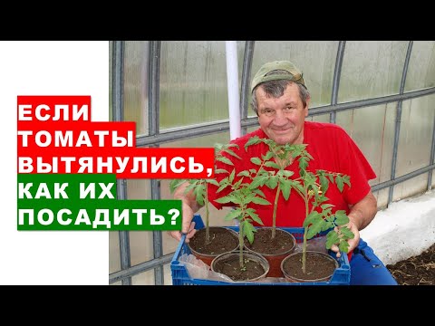 , title : 'Если рассада помидоров вытянулась, как их правильно посадить?'