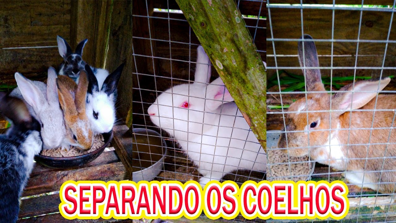 SEPARANDO OS COELHOS EM BAIAS - CRIAÇÃO DE COELHOS / Mini Sítio
