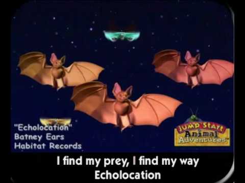 JumpStart Bat Echolocation Song