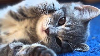 Котята и милые котики ) Самое милое видео 2018