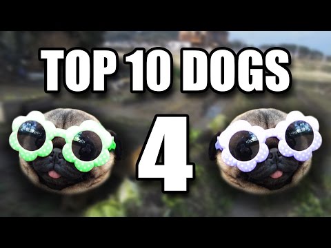 Top 10 Dogs 4