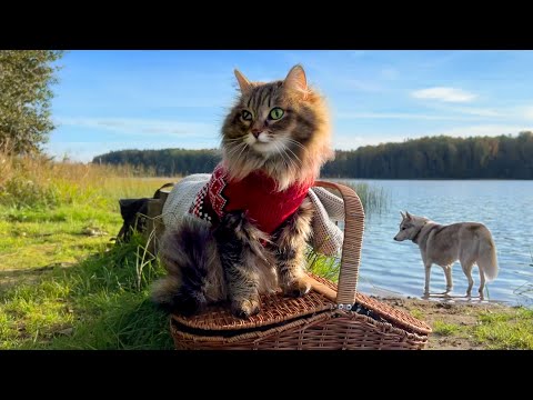 Walking With a Cat And Three Huskies Off a Leash