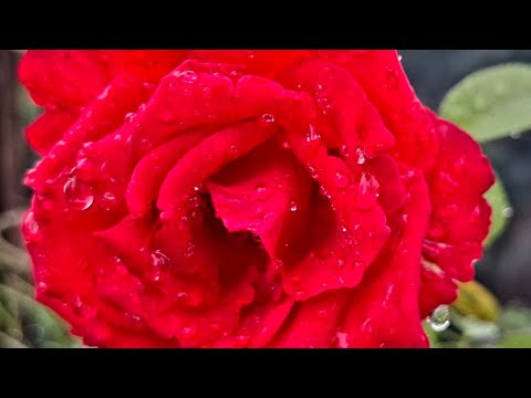 ফুলের জন্য ভালোবাসা #foryou #flowers #ফুল_বাগান_মিডিয়া #unfrezzmyaccount