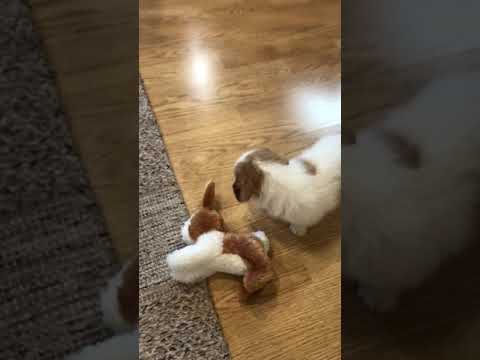 Rip..Cute Beagle-Doodle