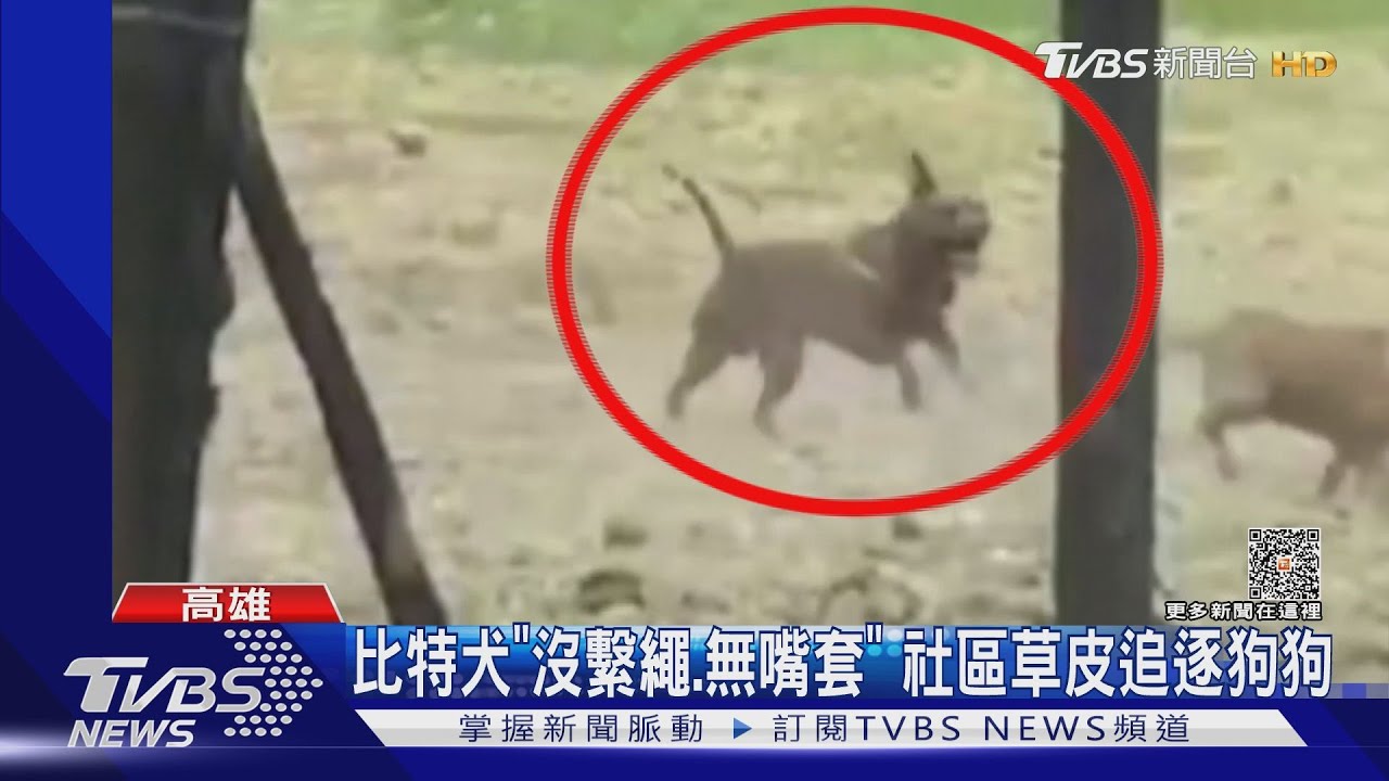 比特犬咬死流浪犬!飼主稱「浪犬先攻擊」問有無牽繩沉默了