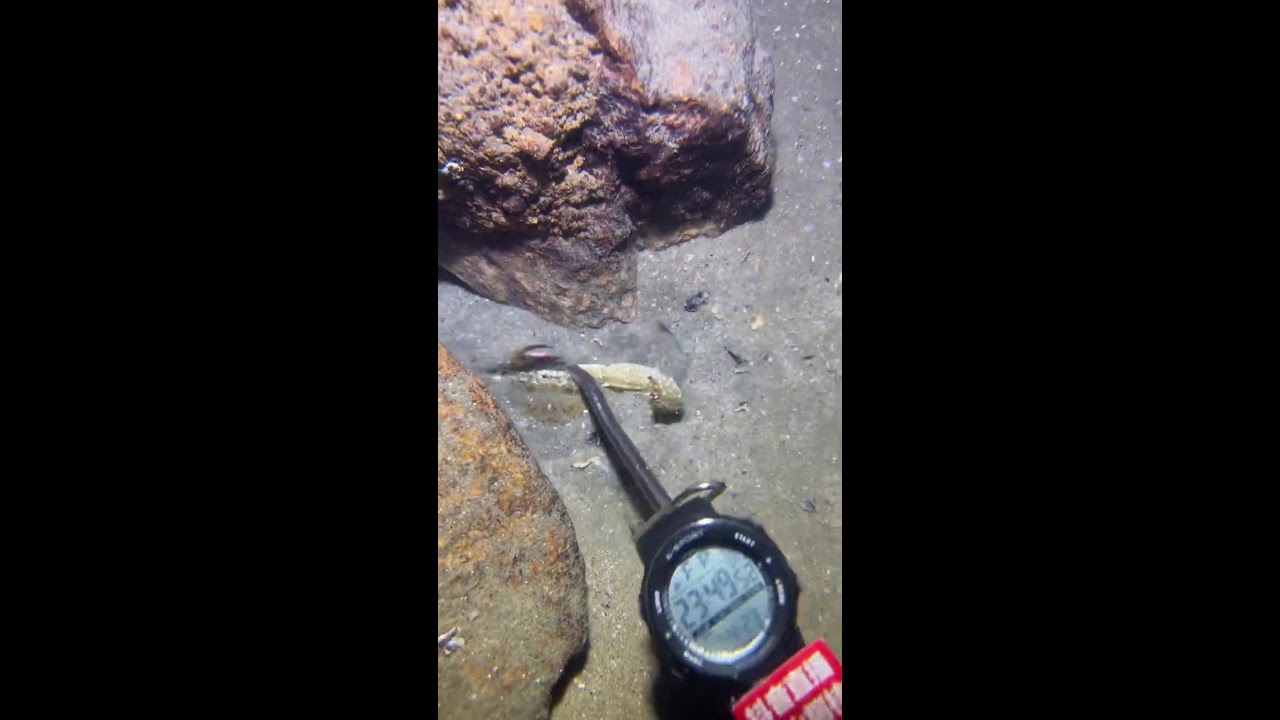 ✨Spearfishing Live! Hunting Big Fish Underwater 🐠 2026-04-23