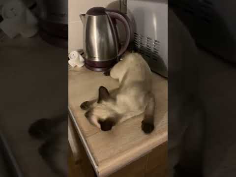 Cat and the smell of catnip. What happens if a cat smells catnip