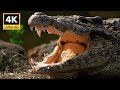 Crocodile The Ancient Hunter Full 4K HDR Cinematic Wildlife Video