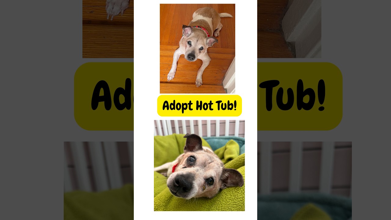 Enlarge Hot Tub 14383, a Adoptable Chihuahua in San Francisco, CA video 6/6