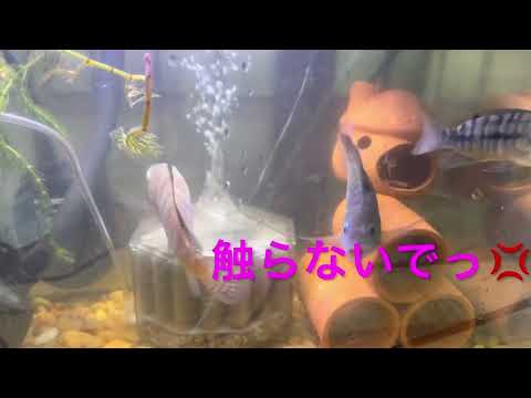 新しい魚ウイルスがティラピア資源を脅かす