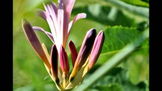 James McMurtry - "She Loves Me"