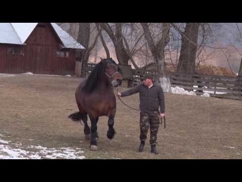 Armasarii lui Ionut Rimbu din Putna