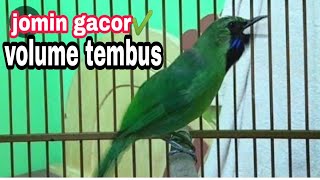 Download lagu cucak ijo mini gacor ngeplong  volume kenceng,ampuh memancing emosi dan bikin gacor jomin lain mp3