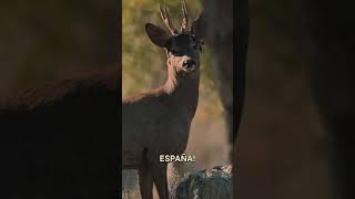 Bockjagd im Norden Spaniens 🇪🇸 Teil 2 von  ⁨@Huntingroom⁩