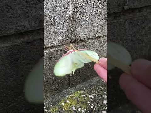 蛾はいつから聞こえるようになったのか