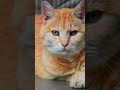 Whatsappstatus Shortsfeed Cat Animalvoiceover Animalcomedy Pets Monkey Dog Funnyanimals